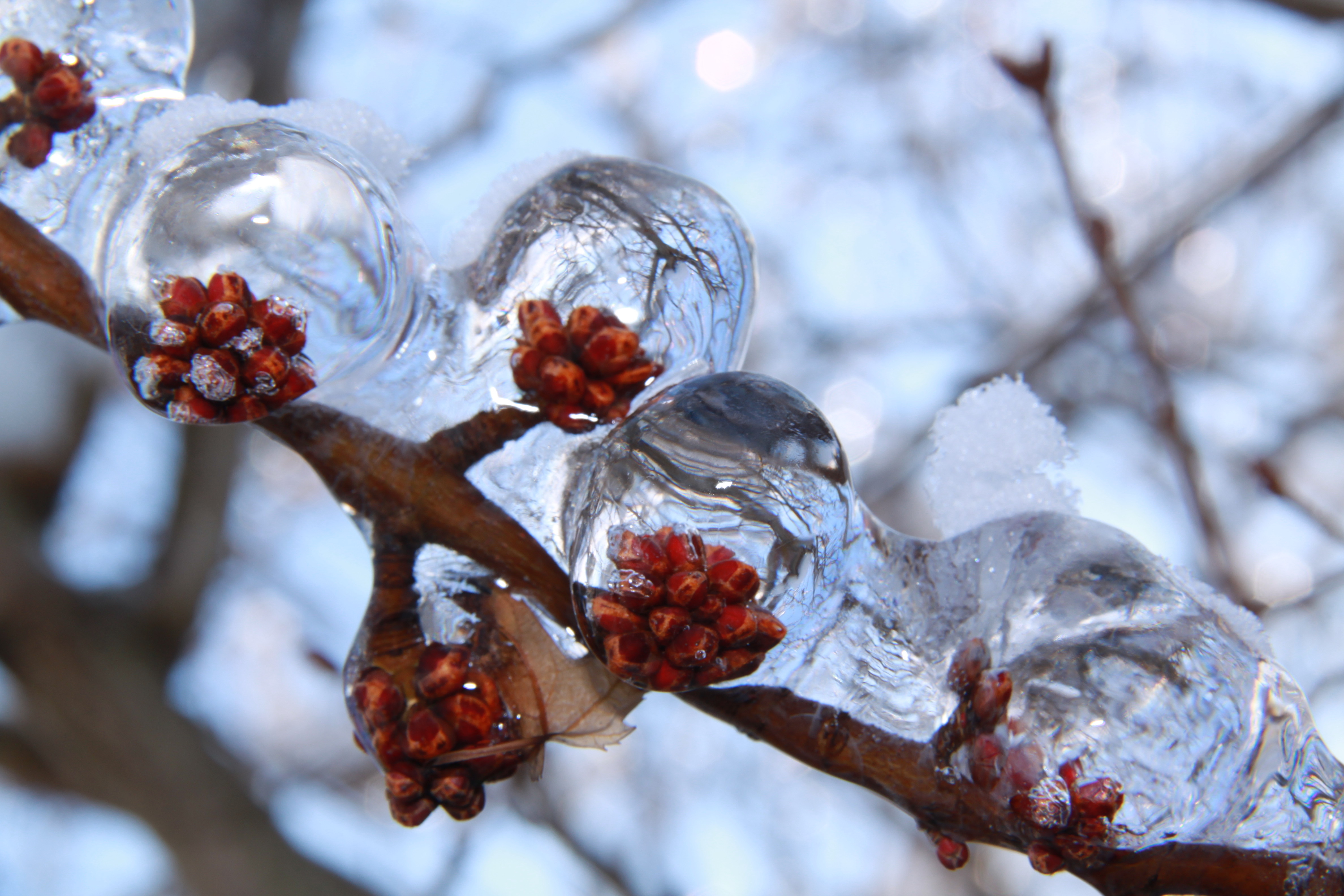 Ice during the 2013 ice storm in Ajax, Ontario.